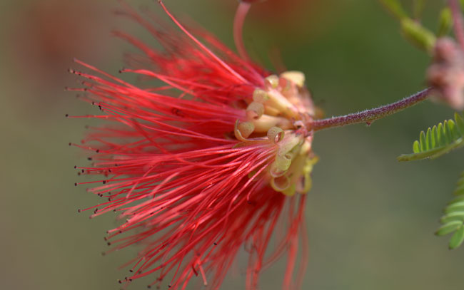 Baja Fairy Duster has attractive red showy flowers, the flowers are known to attract to bees and butterflies; also, their flowers and plants may be visited or used by moths, flies, and other insects in search of nectar, food or shelter and protection.  Calliandra californica
